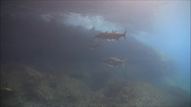 Tarpon Hole ,Eleuthera,Bahamas смотреть онлайн