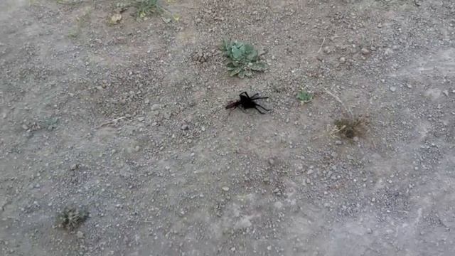 Creature at the Junkyard - The Tarantula Hawk Vs. Black Tarantula смотреть онлайн