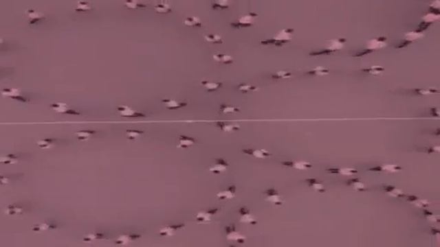 The Most Satisfying Video You Will Ever See (Euphoria at Euphorbia) смотреть онлайн