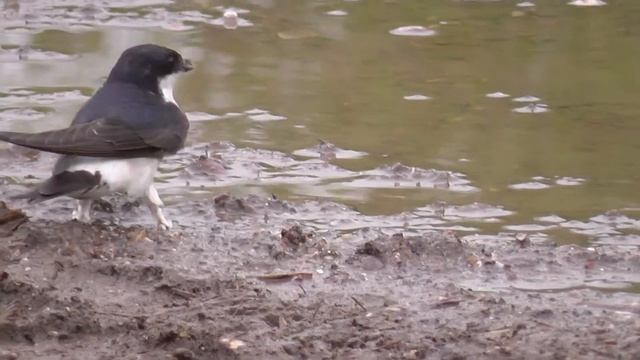 House Martins смотреть онлайн