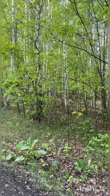 Подняли лису. Русские гончие Плакун и Буря вл. Атясов Сергей. #природа #собака #nature #hunting смотреть онлайн