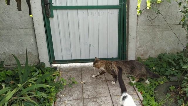 Больно кусает смотреть онлайн