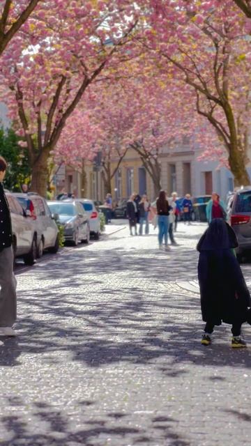 Magical Cherry Blossom in Bonn, Germany! #shorts #nature #trending смотреть онлайн