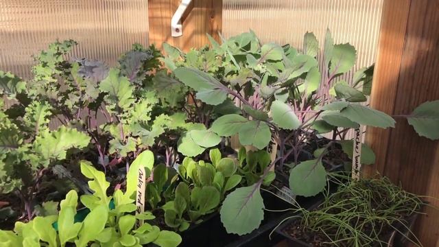 #superfood #kale #southerncaliforniagardening #gardeningtips #gardeningideas #gardeningforbeginners смотреть онлайн