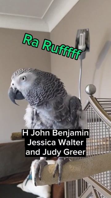Hey Quit #animals #africangrey #pets #bird #funny #parrot #greyparrot #youtubeshorts #fyp #lol #fun смотреть онлайн