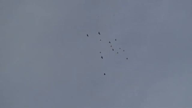 Копия видео Николаевские голуби смотреть онлайн