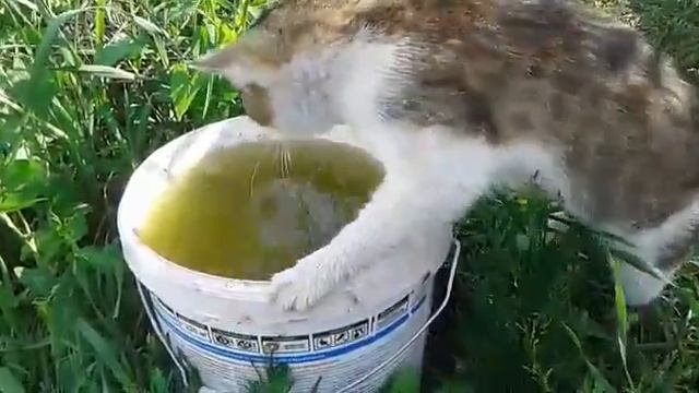 Кот-рыболов смотреть онлайн