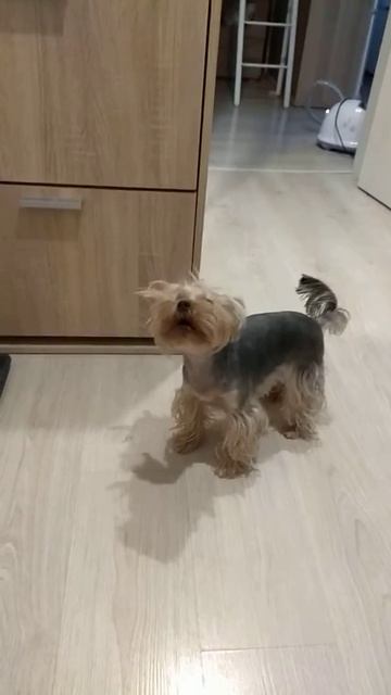 Собака подвывака смотреть онлайн