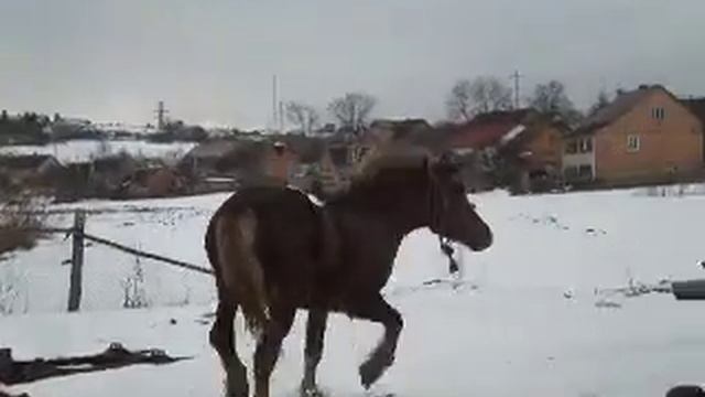 PIDHAYCI KONI1.AVI