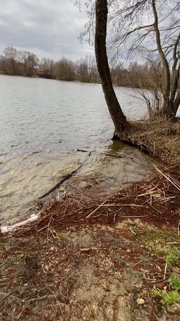 гуляю с собакой