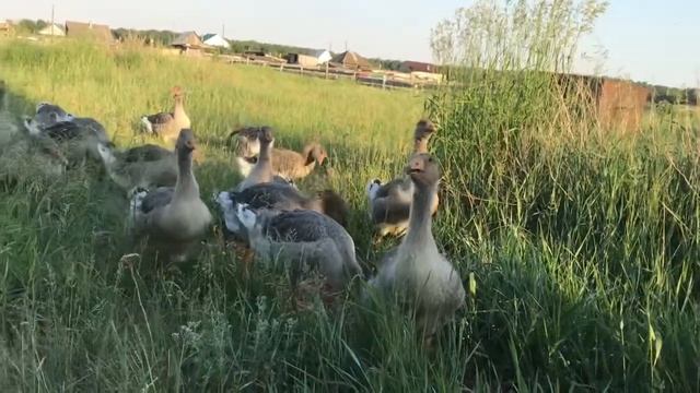 Гуси на водопое . Июнь 2020 смотреть онлайн