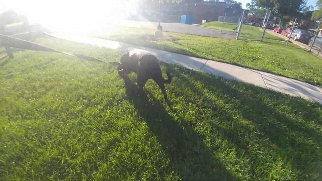 Bear takes two poops on a single walk Day 117 смотреть онлайн