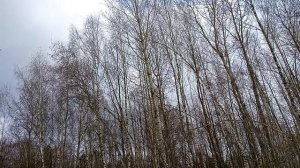 Иду по лесопарку первым весенним теплым днём.Релакс. Бицевский парк Москва