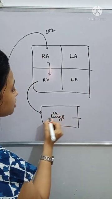 Double circulation in Heart | How Blood flows in heart?? #shorts смотреть онлайн