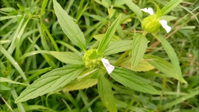 Leucas Aspera Plant смотреть онлайн
