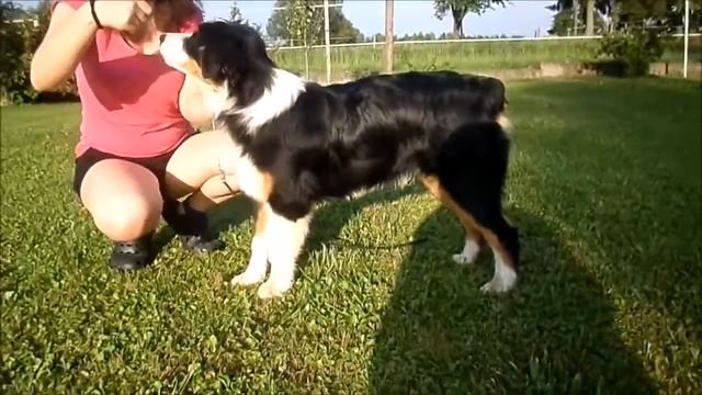 Muffin almost 6 months old and show training смотреть онлайн