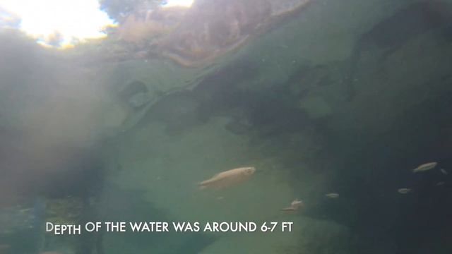 BEAUTIFUL NATIVE FISH SEEN !!! FISHING AND ENVIRONMENT || INDIAN NATIVE FISH || GAINT DANIO FISH смотреть онлайн