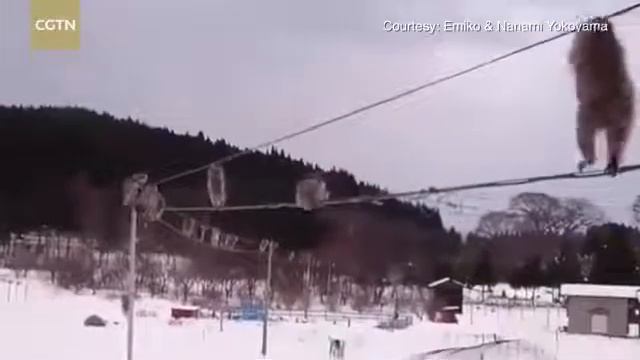 Гуляющие по проводам макаки попали на видео смотреть онлайн