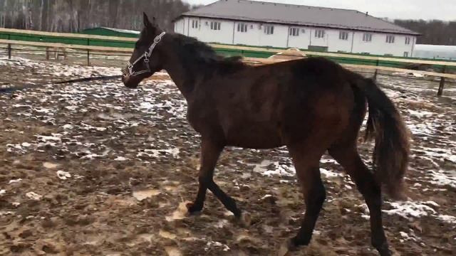 Kenga работа на корде день2 смотреть онлайн