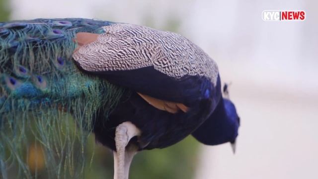 Facts Of Peacock | Animal Life | National Geographic | Peacock | Facts & Habitat