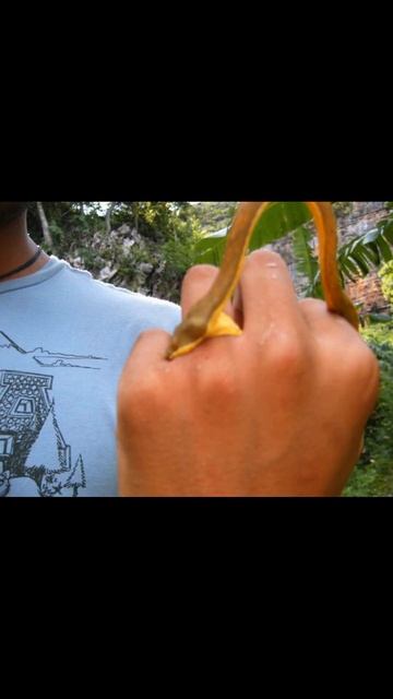 Leaf nosed Madagascar snake (Langaha madagascariensis)#snake смотреть онлайн