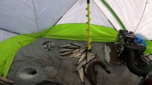 Рыбалка на сига. Отличный клёв. 13.03.2022