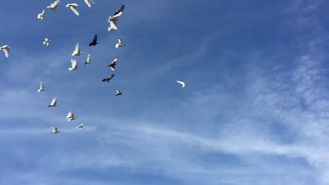 Голуби бакинцы молодёжь новинка 🕊 смотреть онлайн
