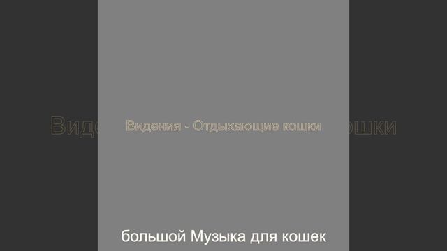Моменты (Дрессировка кошки) смотреть онлайн