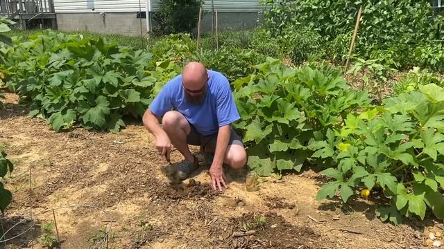Tomato propagation and carrot harvest 2021 смотреть онлайн