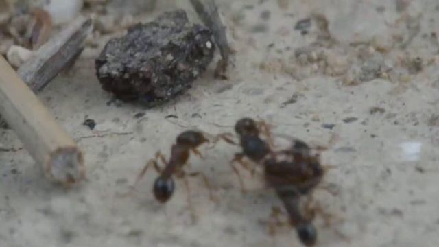 Tetramorium sp. смотреть онлайн