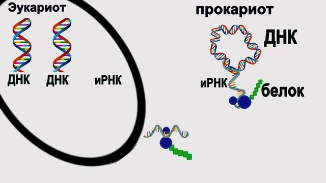 Школьная БИО: Откуда все 2, эволюция днк и ядра смотреть онлайн