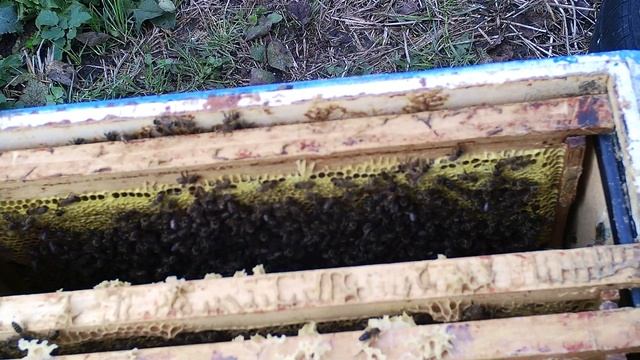 20201021 171918 Поздние отводки. смотреть онлайн