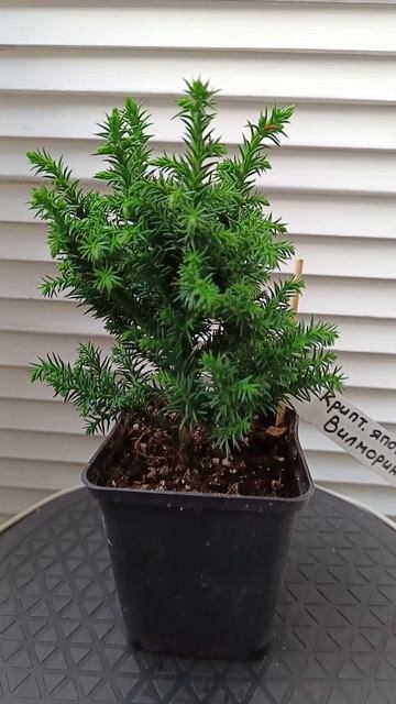 Криптомерия японская Йокогама и Вилмориниана
(Criptomeria japonica Yokohama , Vilmoriniana)
#shorts смотреть онлайн