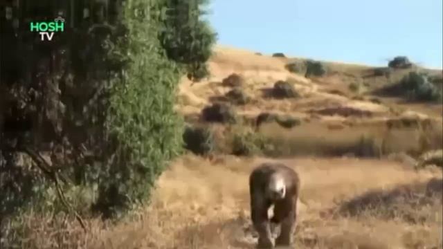 7 giant animals EXTINCT ll Hosh TV ll смотреть онлайн