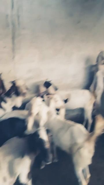 my farm house goat breeds смотреть онлайн