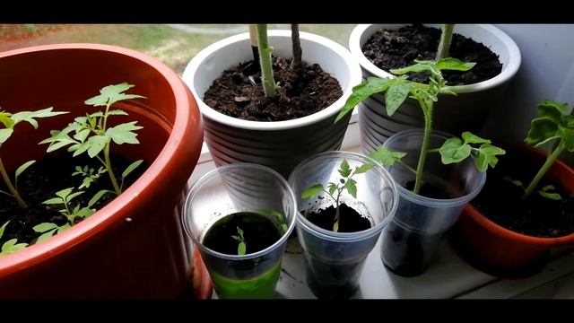 Выращивания томата/Томаты на подоконнике/Как вырастить помидоры круглый год/Эксперимент/1 сезон смотреть онлайн