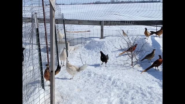Pheasant x Chicken Hybrid Rooster Crowing смотреть онлайн
