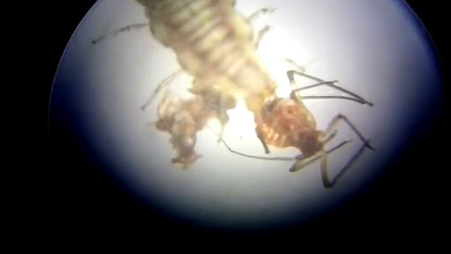 Larva de Coccinellidae (Mariquita) succionando áfidos смотреть онлайн