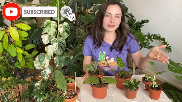 Monstera THAI CONSTELLATION vs ALBO | Plant Haul and Rare Hoyas смотреть онлайн