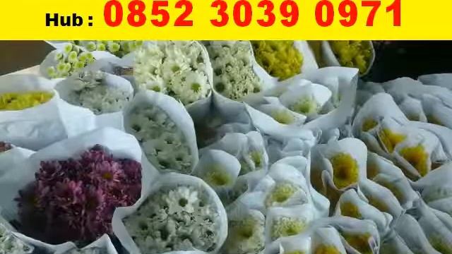 0852 3039 0971, Supplier Bunga Rosella смотреть онлайн