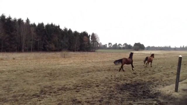 Marabou (lys) og Mambo (mørk) Hestevideo 6 смотреть онлайн