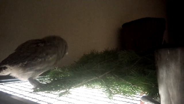 Pepe the owl and one christmas day. смотреть онлайн