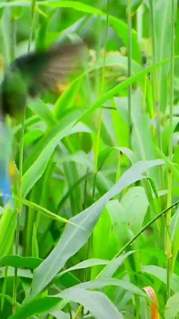 प्यारे तोते🦜🥺 parrots eating sorghum seeds #shorts #beautifulbirds #nature #explore смотреть онлайн