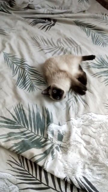 Сиамский котёнок 5 месяцев смотреть онлайн