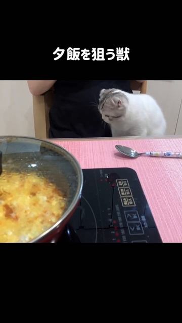 冬はやっぱり鍋にゃ　#shorts смотреть онлайн