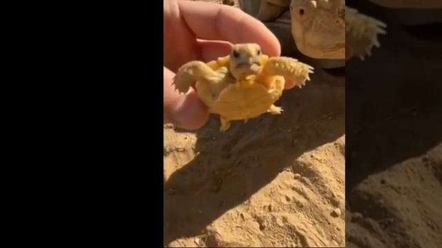 Huge tortoise meets its tiny baby, viral video intrigues people. смотреть онлайн