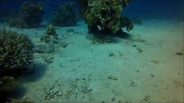 Hurghada Dive No 2 - by zshark смотреть онлайн