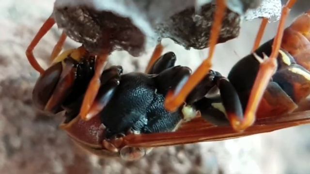 Paper Wasp (Polistes spp) macro video footage, in full hd at 10x Macro смотреть онлайн