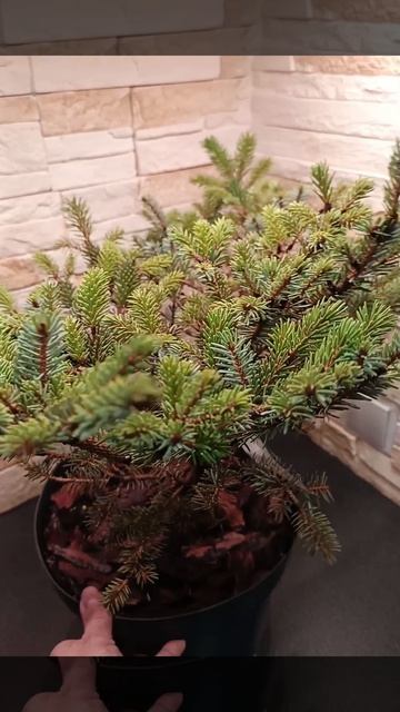 Ель двухцветная Ховелс Дварф.
( Picea Howell's Dwarf ) #shorts смотреть онлайн