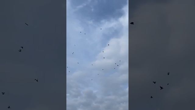 28.07.2024г Артамоны Геннадия Дмитренко 👍👍👍 смотреть онлайн